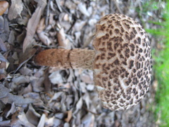 Strobilomyces strobilaceus image