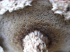 Strobilomyces strobilaceus image