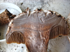 Strobilomyces strobilaceus image