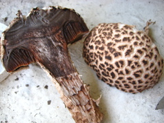 Strobilomyces strobilaceus image
