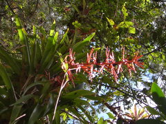 Tillandsia guatemalensis