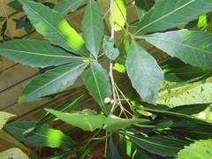 Allophylus natalensis