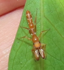 Myrmarachne ichneumon