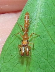 Myrmarachne ichneumon