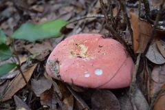 Russula flavisiccans
