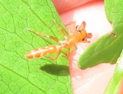 Myrmarachne ichneumon