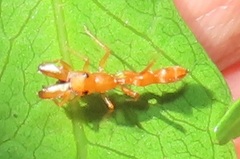 Myrmarachne ichneumon