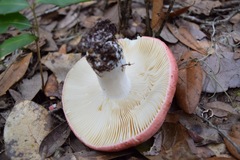 Russula flavisiccans