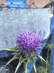 Silybum marianum