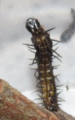 Acraea petraea
