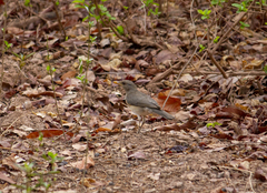 Turdus pelios