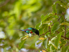 Cinnyris pulchellus