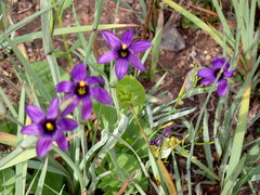 Sisyrinchium hitchcockii