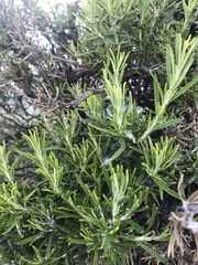 Salvia rosmarinus