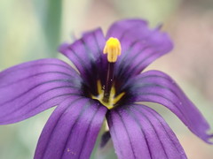Sisyrinchium hitchcockii