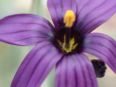 Sisyrinchium hitchcockii
