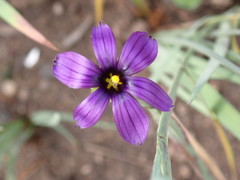 Sisyrinchium hitchcockii