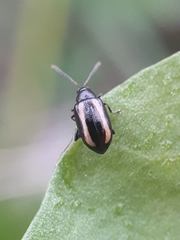 Phyllotreta undulata