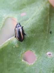 Phyllotreta undulata