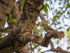 Turdus pelios