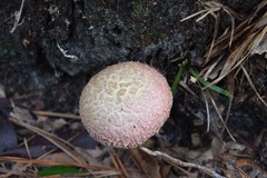 Boletellus ananas image