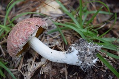 Boletellus ananas image