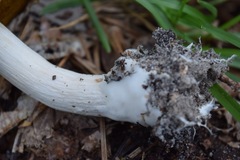 Boletellus ananas image