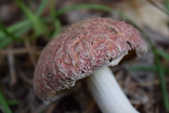 Boletellus ananas image