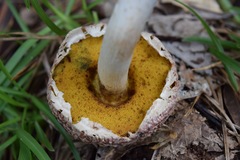 Boletellus ananas image