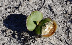 Leucadendron platyspermum
