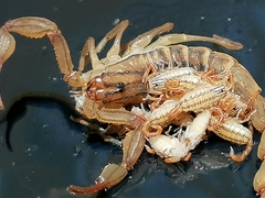 Centruroides elegans