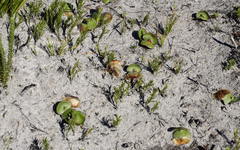Leucadendron platyspermum