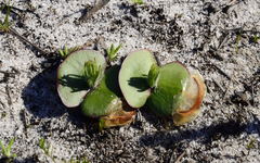 Leucadendron platyspermum