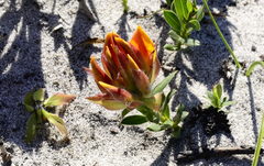 Liparia splendens comantha