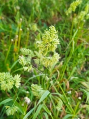 Dactylis glomerata