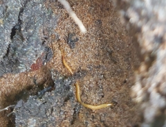 Geophilus proximus