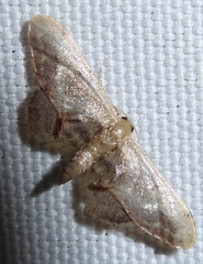 Idaea violacea