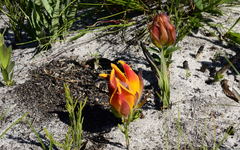 Liparia splendens comantha