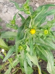 Pentanema britannica
