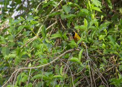 Ploceus cucullatus
