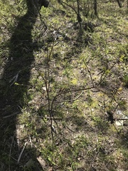 Ptelea trifoliata mollis