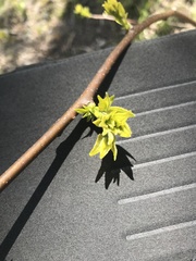 Ptelea trifoliata mollis