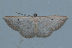 Derambila costata