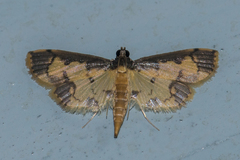 Nistra coelatalis