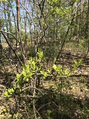 Ptelea trifoliata mollis