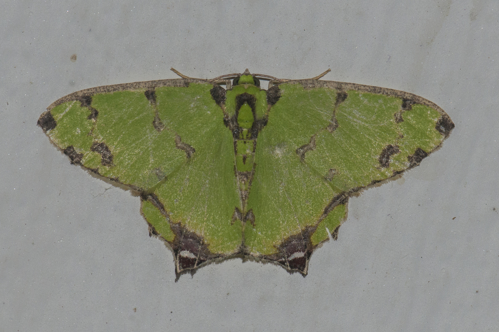 Agathia gemma