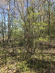 Ptelea trifoliata mollis
