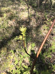 Ptelea trifoliata mollis