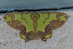 Agathia hemithearia