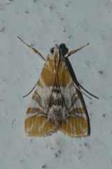 Macaretaera hesperis